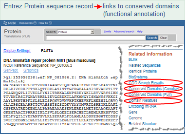 Thumbnail image showing the conserved domain links available for a sample protein sequence, NP_081086, mouse DNA mismatch repair protein Mlh1. Click on the image to open the actual Entrez protein sequence record and follow the live links to conserved domains. You may need to scroll down the display to see the links.